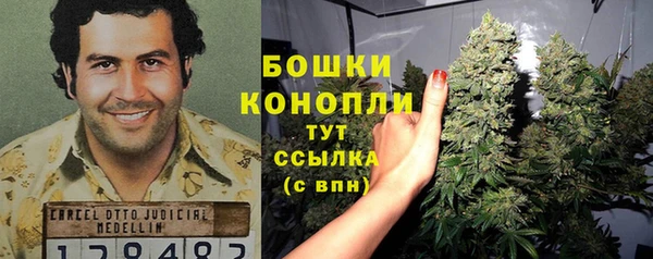 сатива Новозыбков